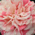 Roșu și alb - Trandafir teahibrid - Philatelie
